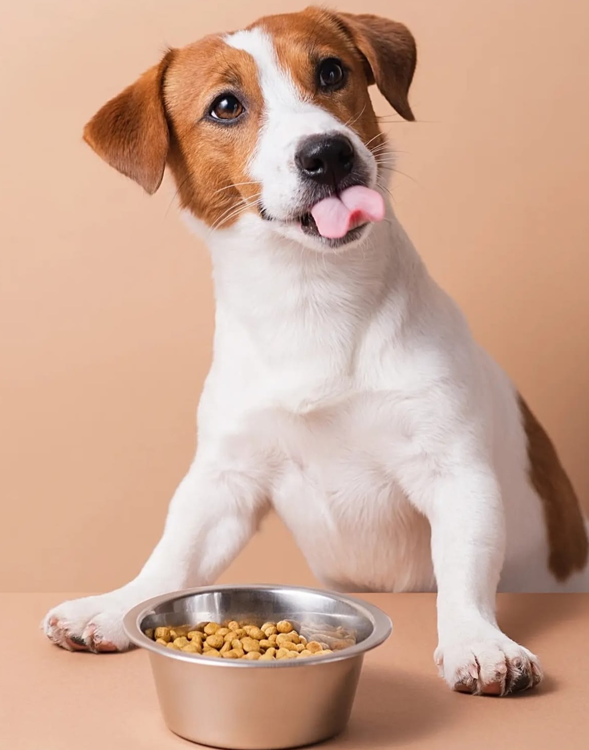 Simple Ways to Keep Your Dog Happy and Healthy Every Day