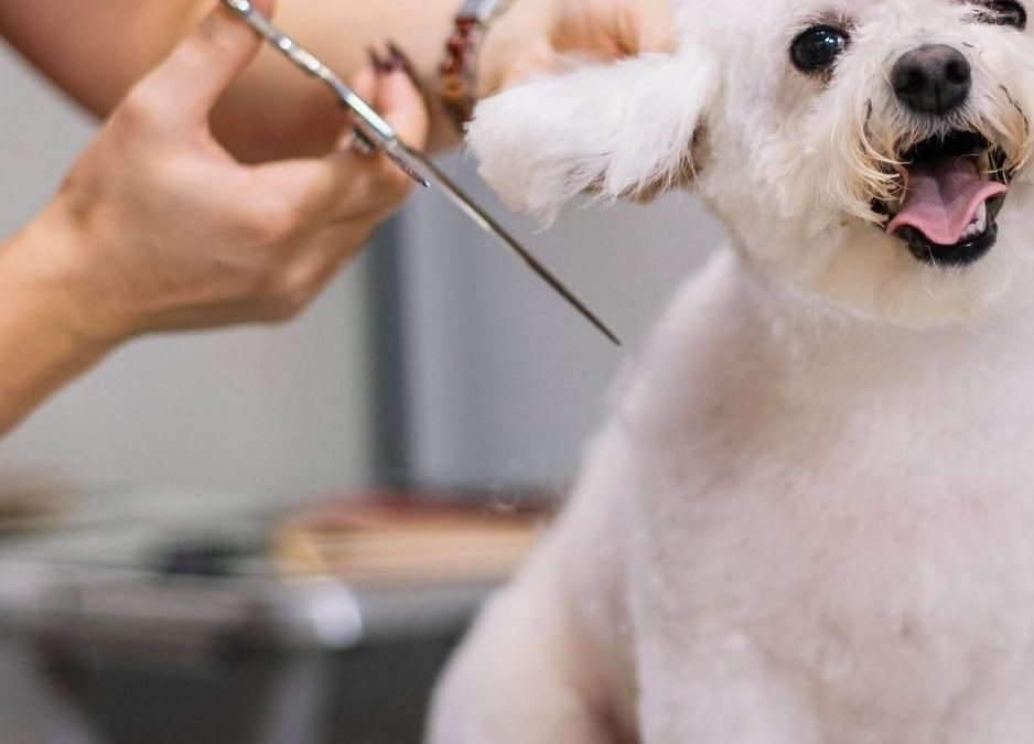 Keep Your Pet Looking Great with a Regular Grooming Routine