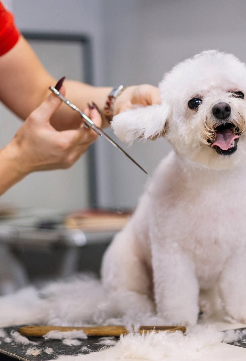 Keep Your Pet Looking Great with a Regular Grooming Routine
