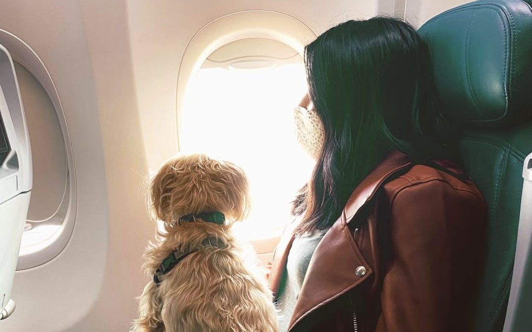 Traveling With Pets Made Easy With These Safety Guidelines
