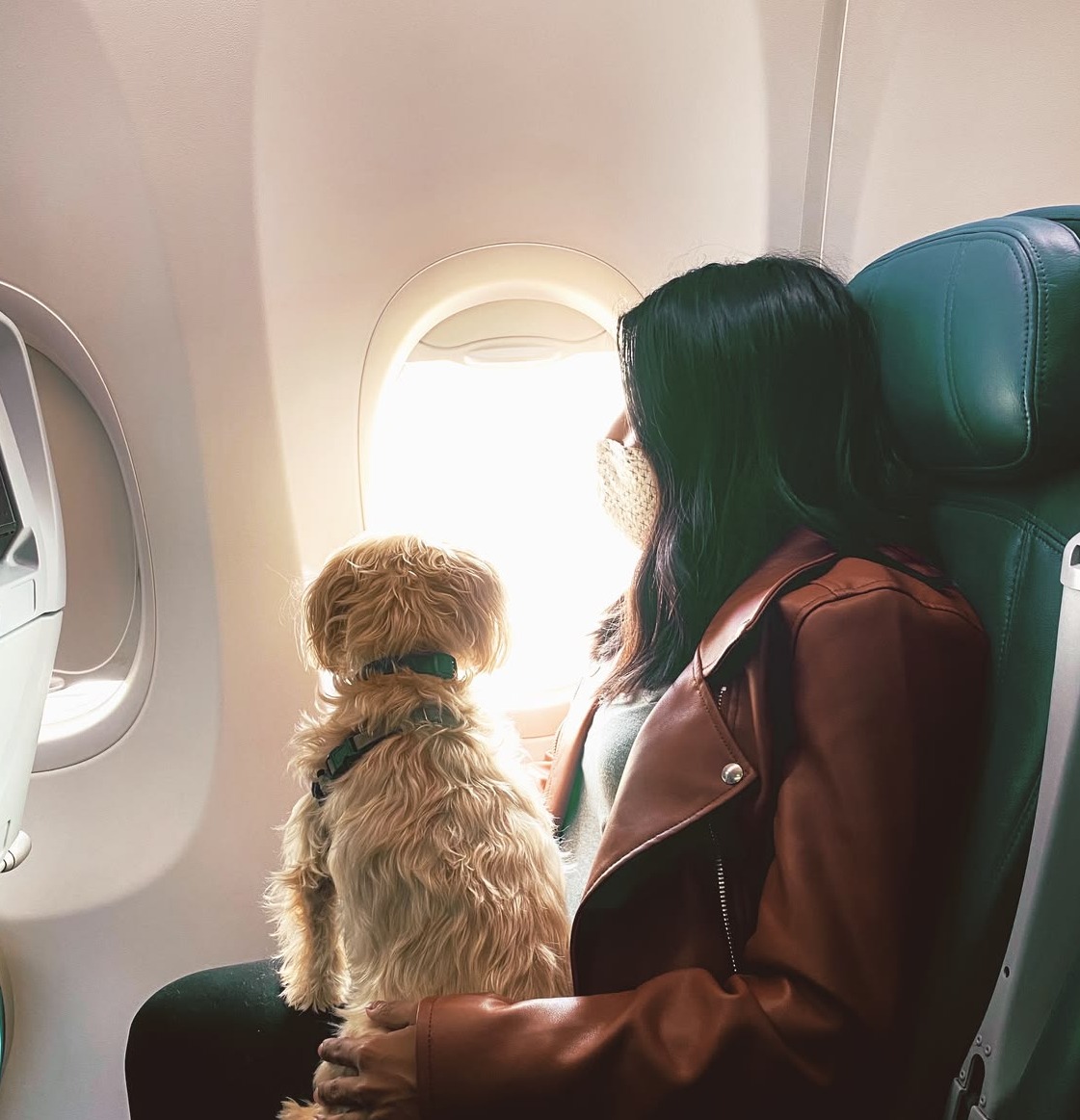 Traveling With Pets Made Easy With These Safety Guidelines